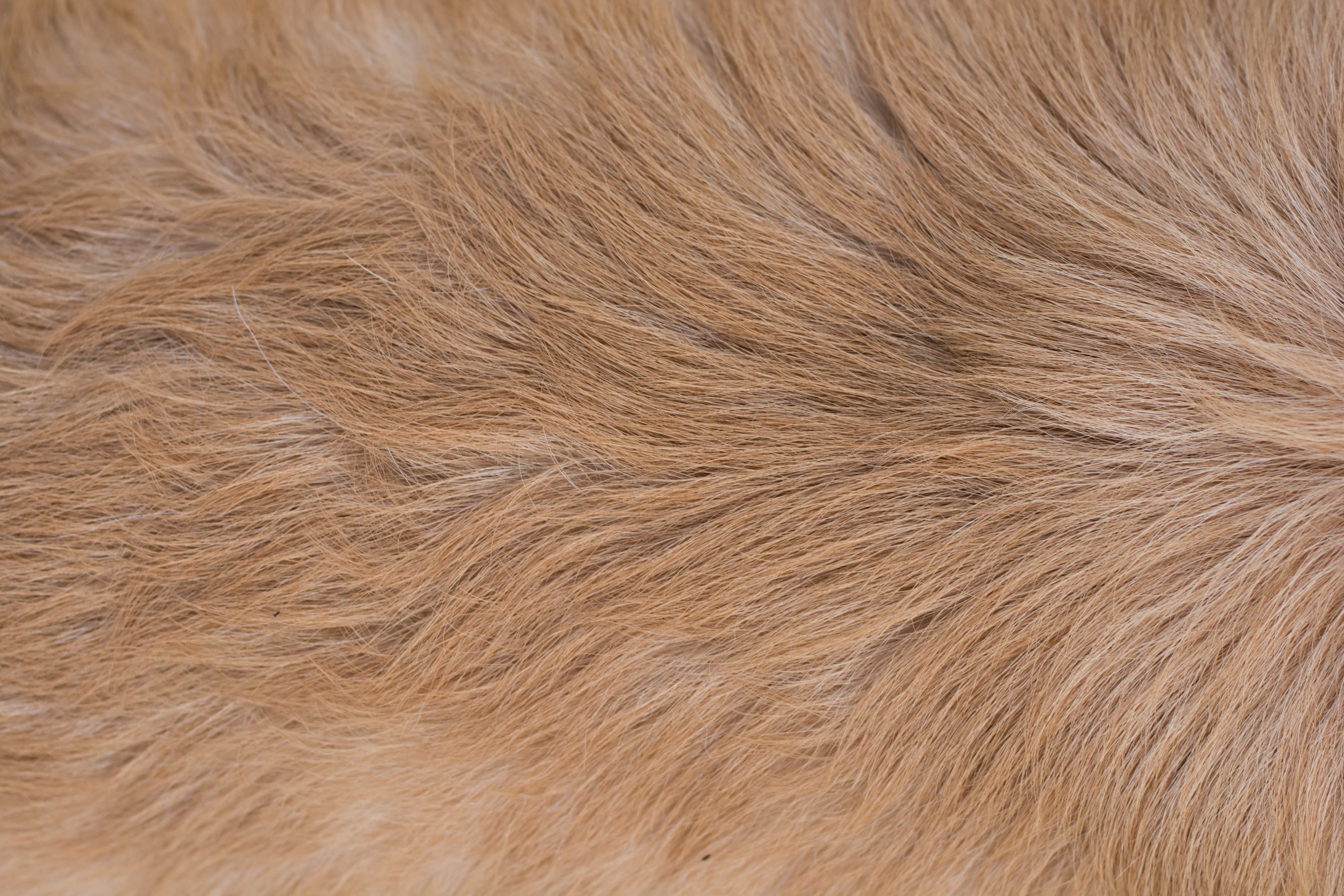 Skin Problems in Dogs and Cats