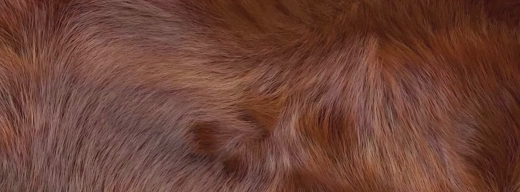 Furrtastic shampoo